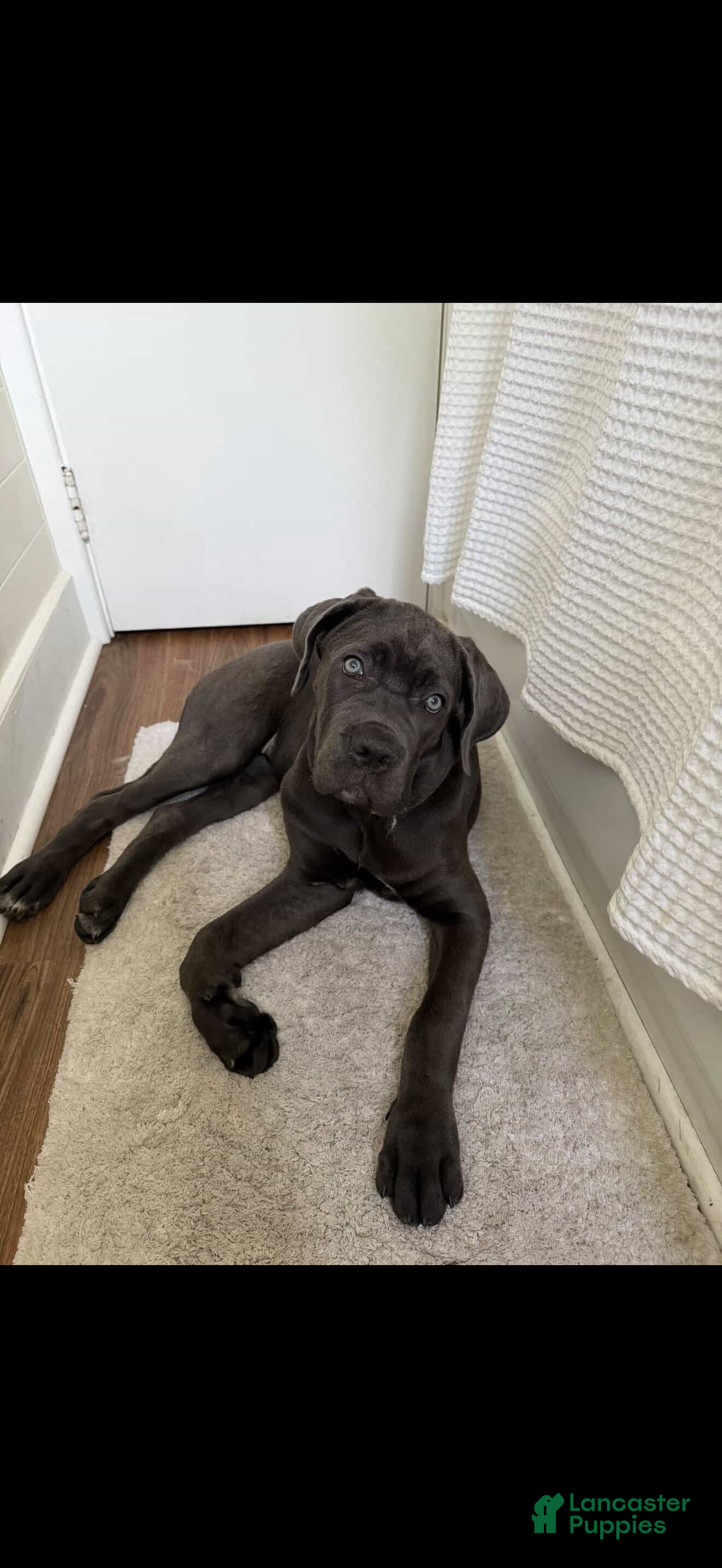 Cane Corso dogs for sale: Cane Corso 1 - Ad 28