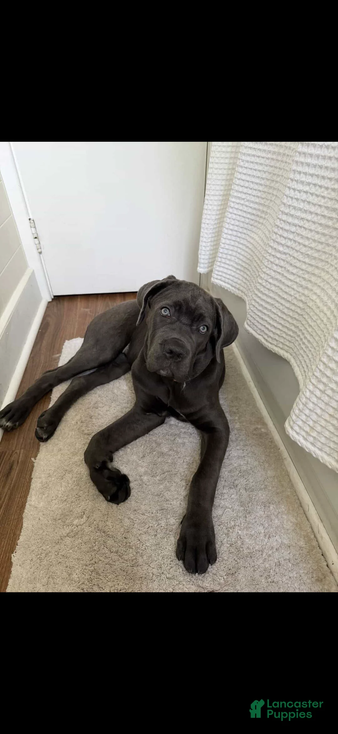 Cane Corso dogs for sale: Cane Corso 1 - Ad 1