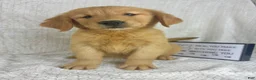 Golden Retriever dogs for sale: Ranger - Ad 1