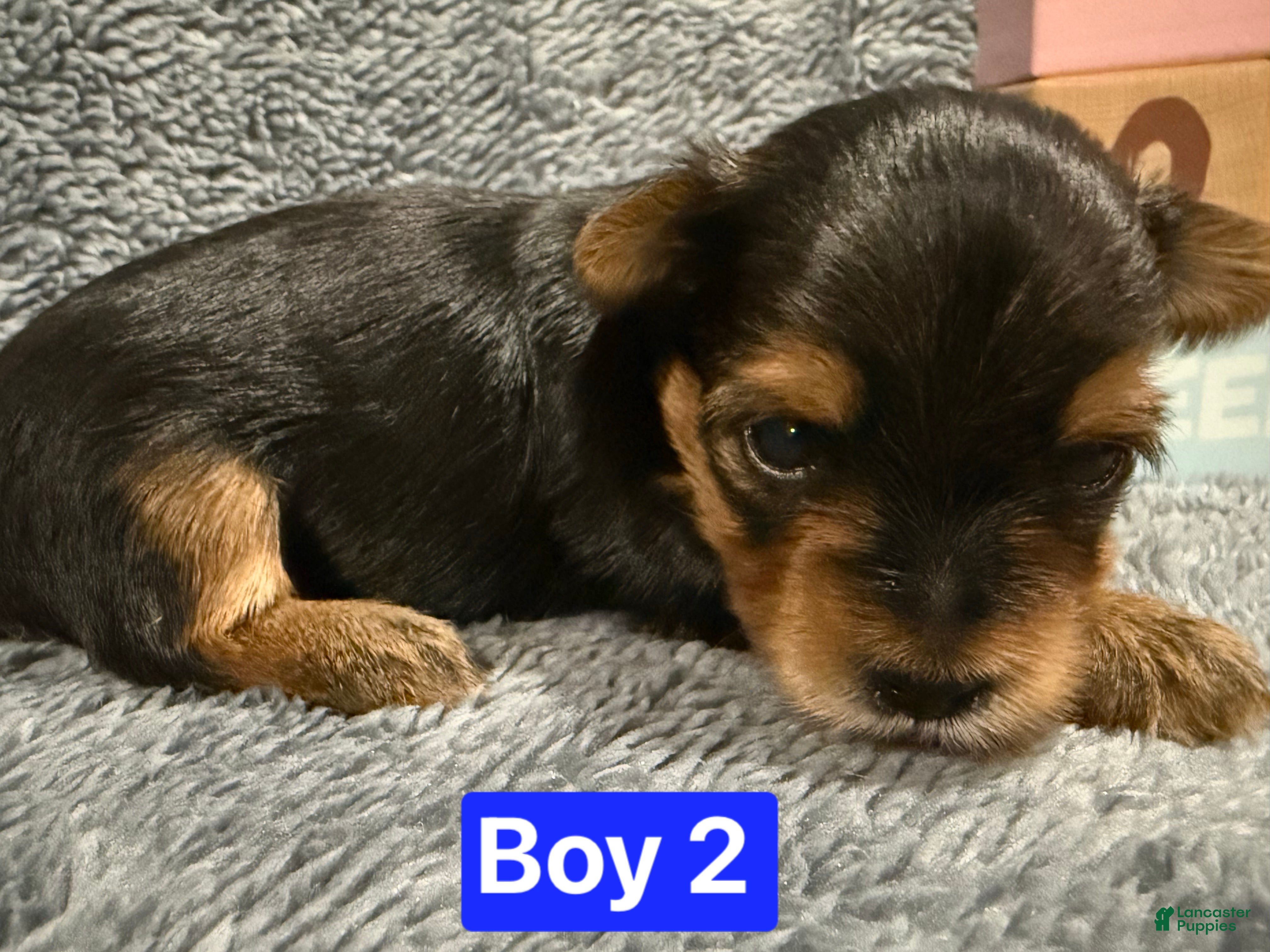 Yorkshire Terrier dogs Comet  - Ad 38