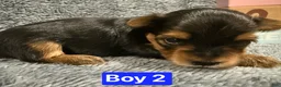Yorkshire Terrier dogs for sale: Comet  - Ad 1