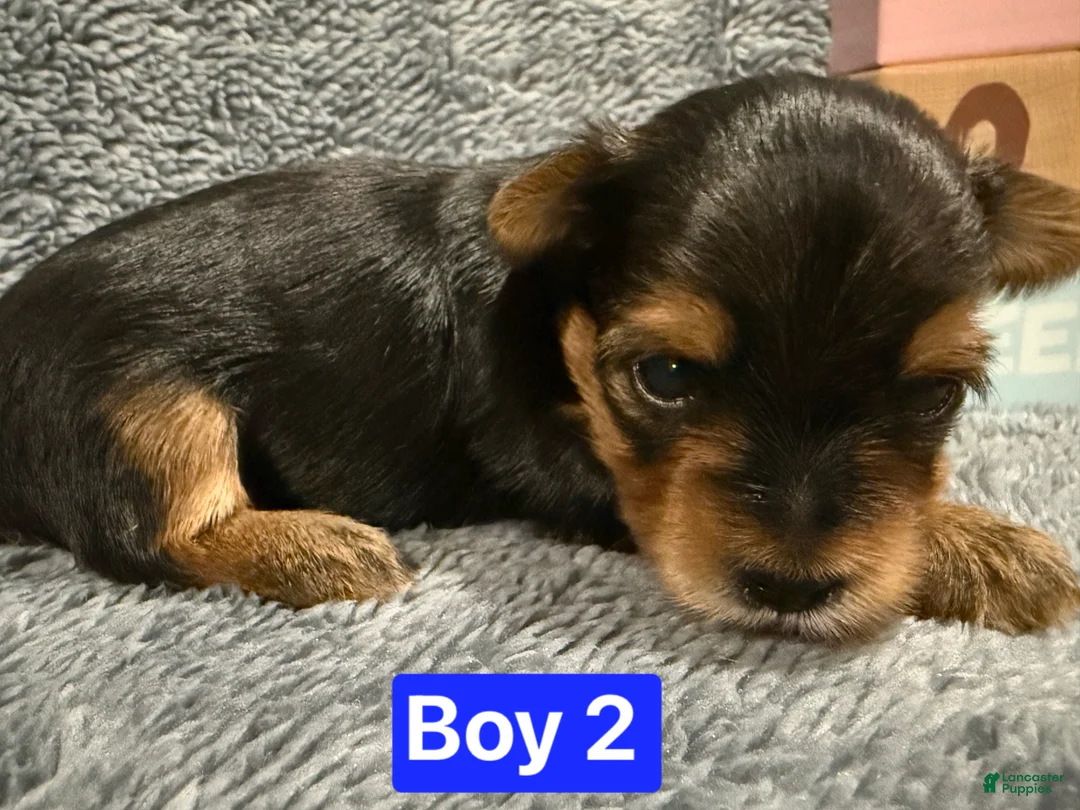 Yorkshire Terrier dogs for sale: Comet  - Ad 1