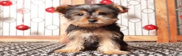 Yorkshire Terrier dogs for sale: Bruce - Ad 1