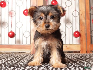 Yorkshire Terrier dogs Bruce - Ad 6