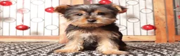 Yorkshire Terrier dogs for sale: Bruce - Ad 1