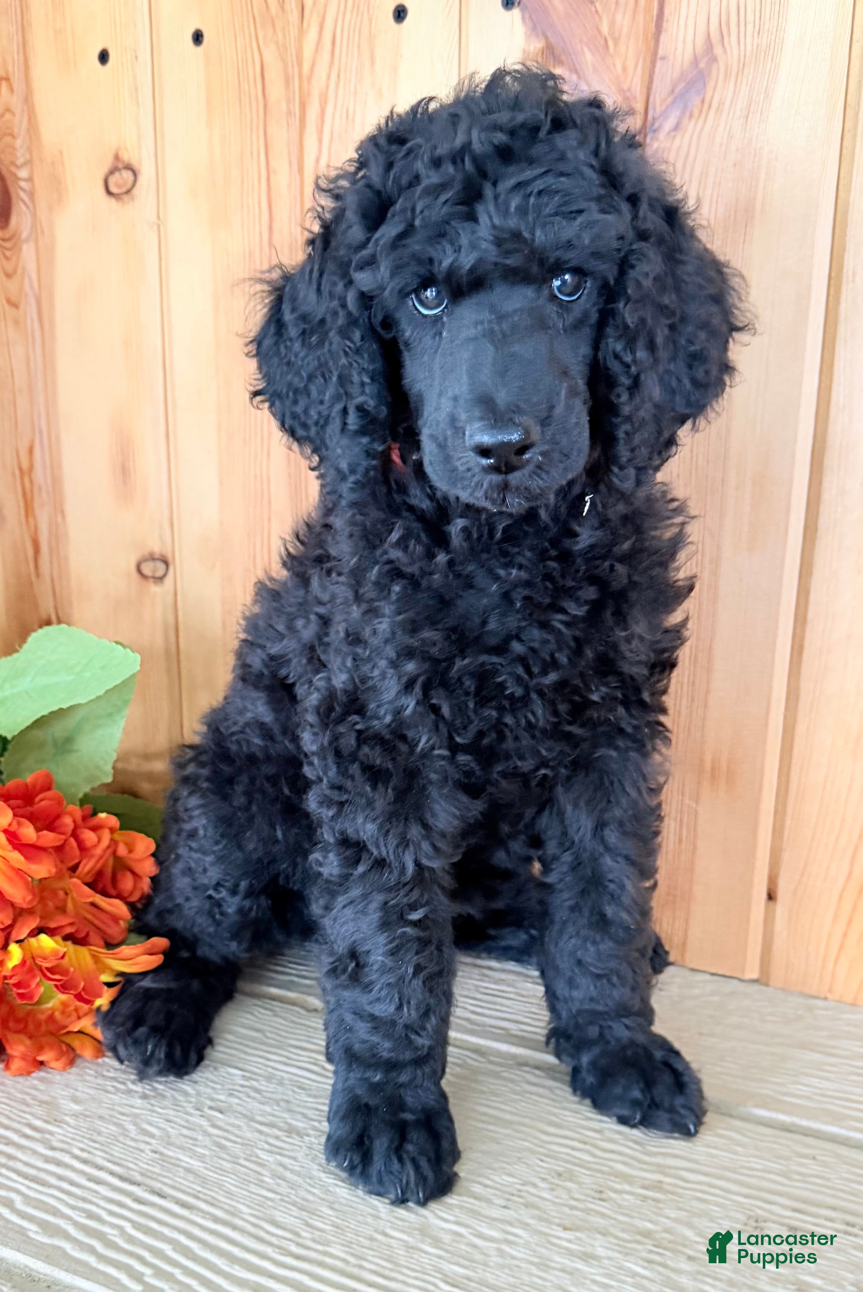 Standard Poodle dogs Gibbs - Ad 2