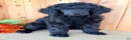 Standard Poodle dogs for sale: Gibbs - Ad 2