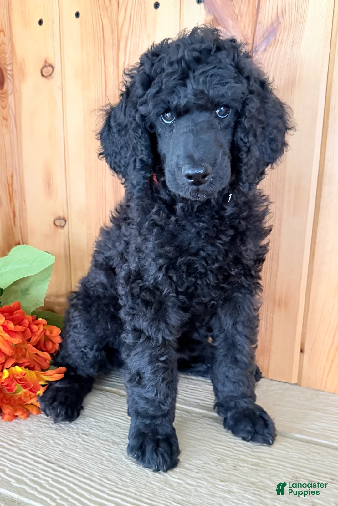 Standard Poodle dogs for sale: Gibbs - Ad 2