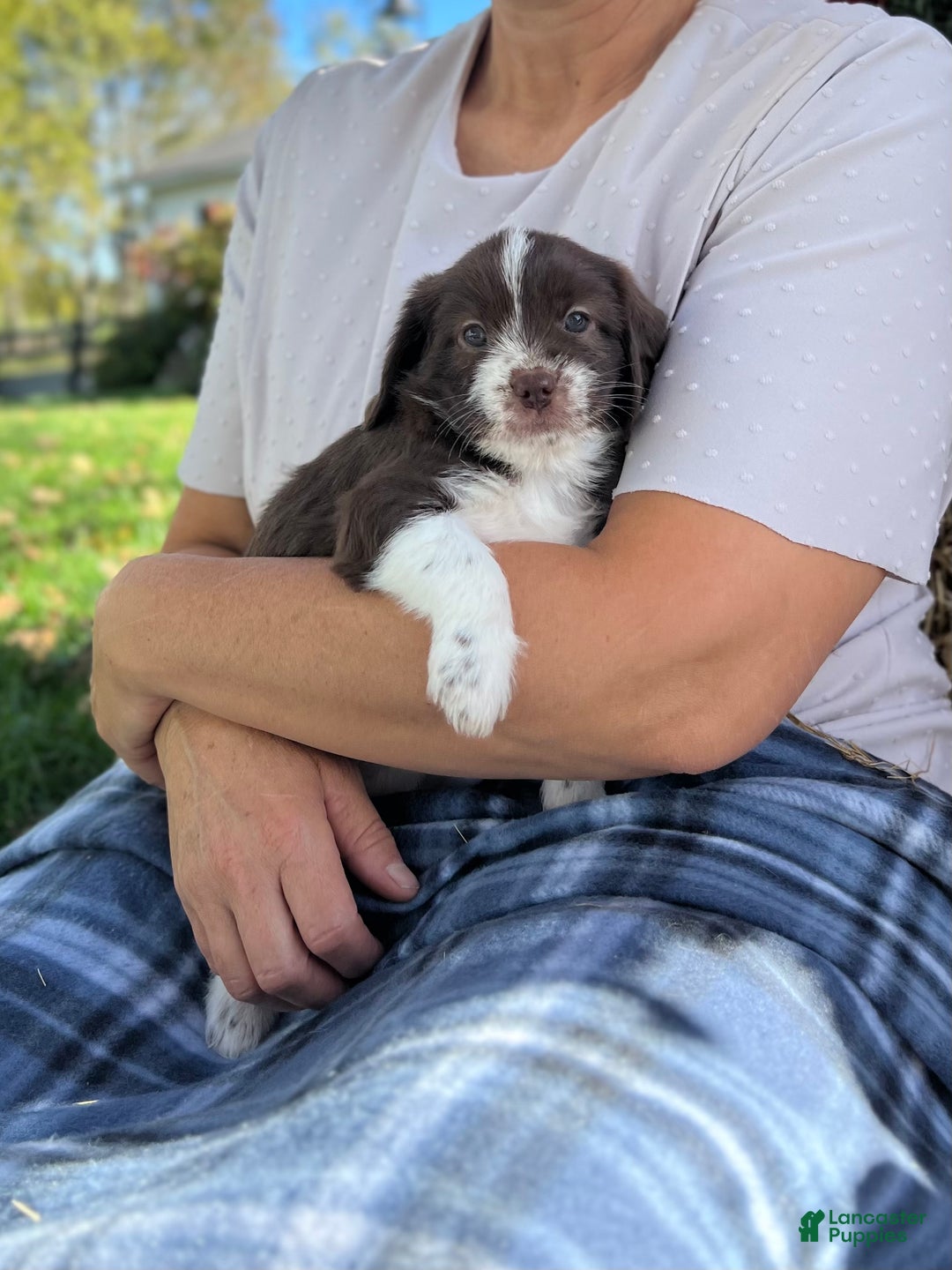 Mixed Breed dogs for sale: Daisy   - Ad 2