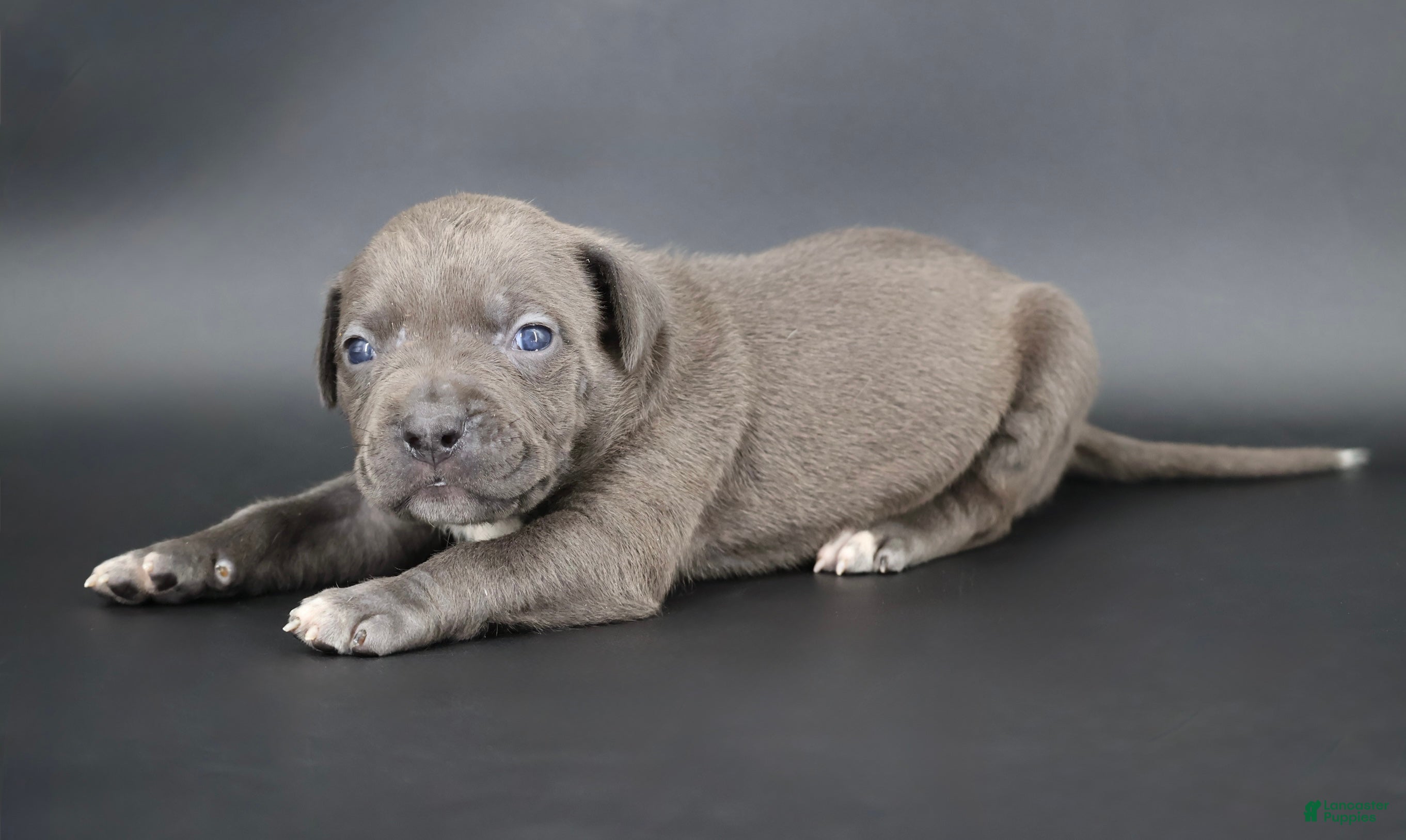 American Bully dogs Thistle - Ad 1