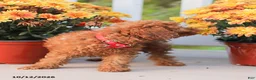 Miniature Poodle dogs for sale: Cathy - Ad 6