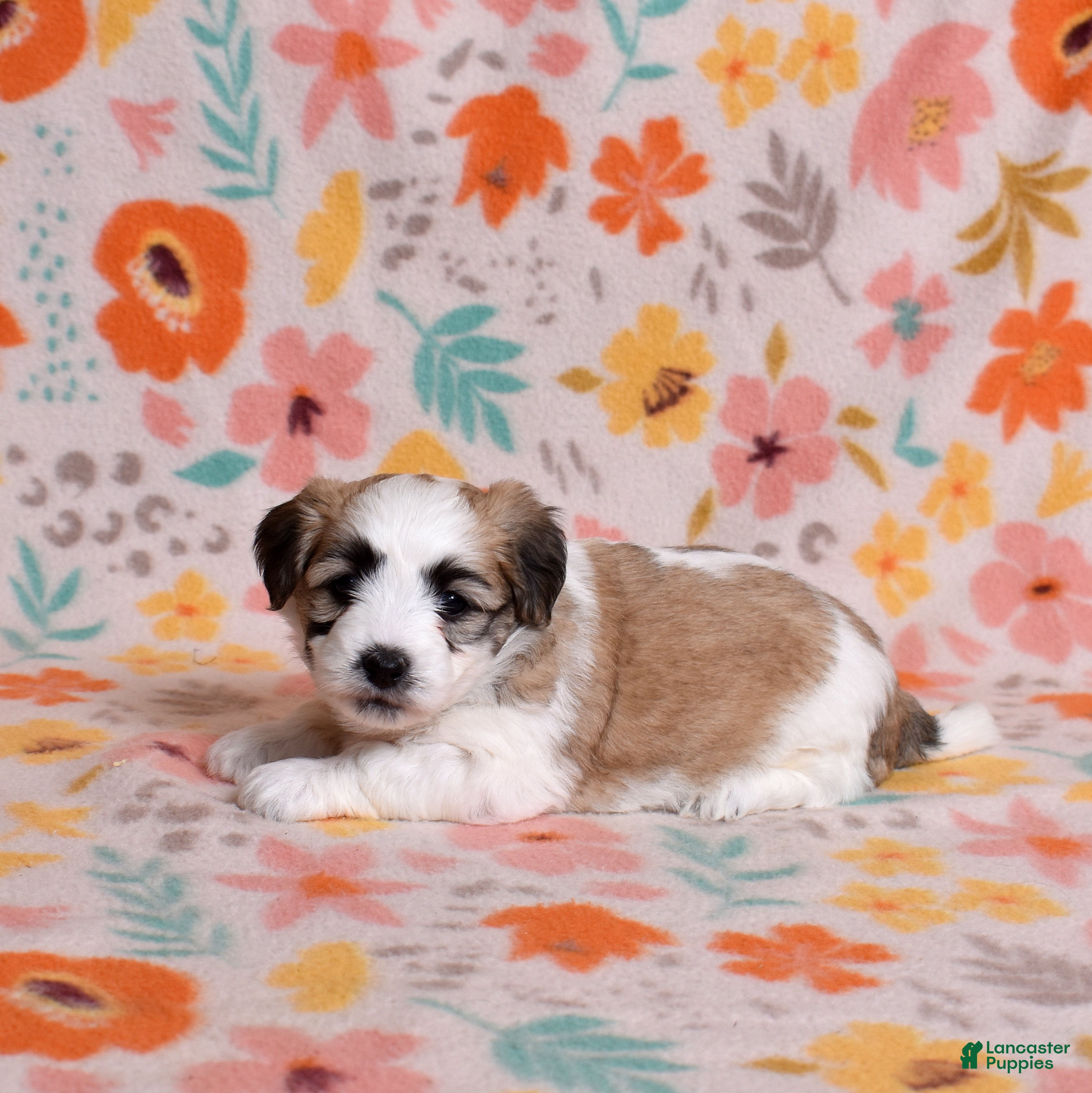 Coton De Tulear dogs Petunia - Ad 1