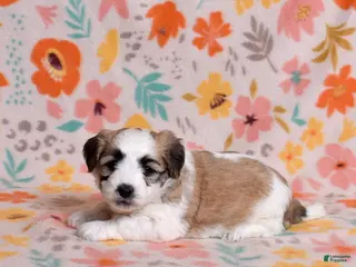 Coton De Tulear dogs for sale: Petunia - Ad 1