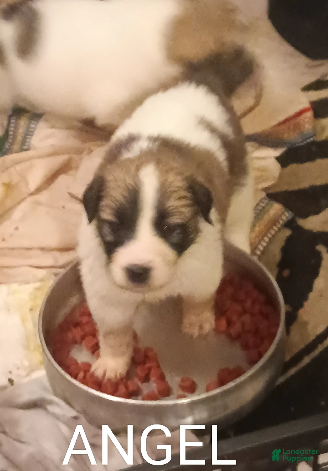 Mixed Breed dogs for sale: Angel  - Ad 4
