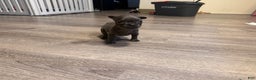 French Bulldog dogs for sale: French Bulldog Puppy 8 - Ad 1