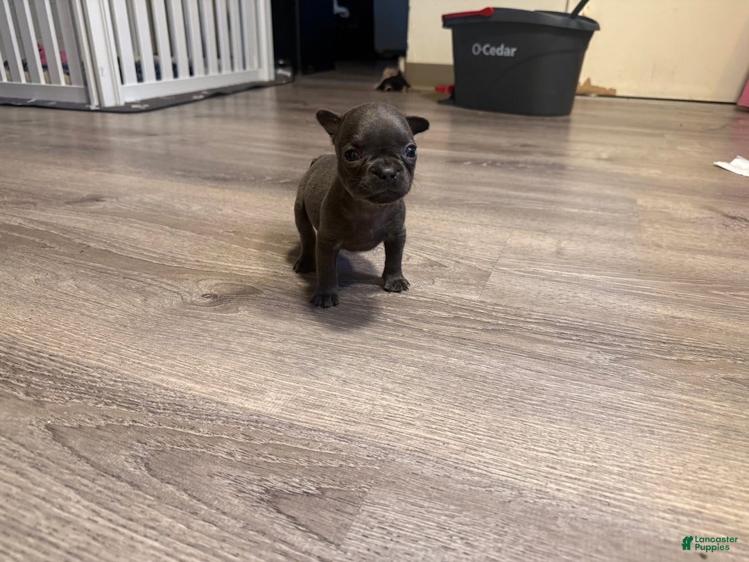 French Bulldog dogs for sale: French Bulldog Puppy 8 - Ad 1