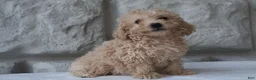 Bichpoo dogs for sale: Max - Ad 3