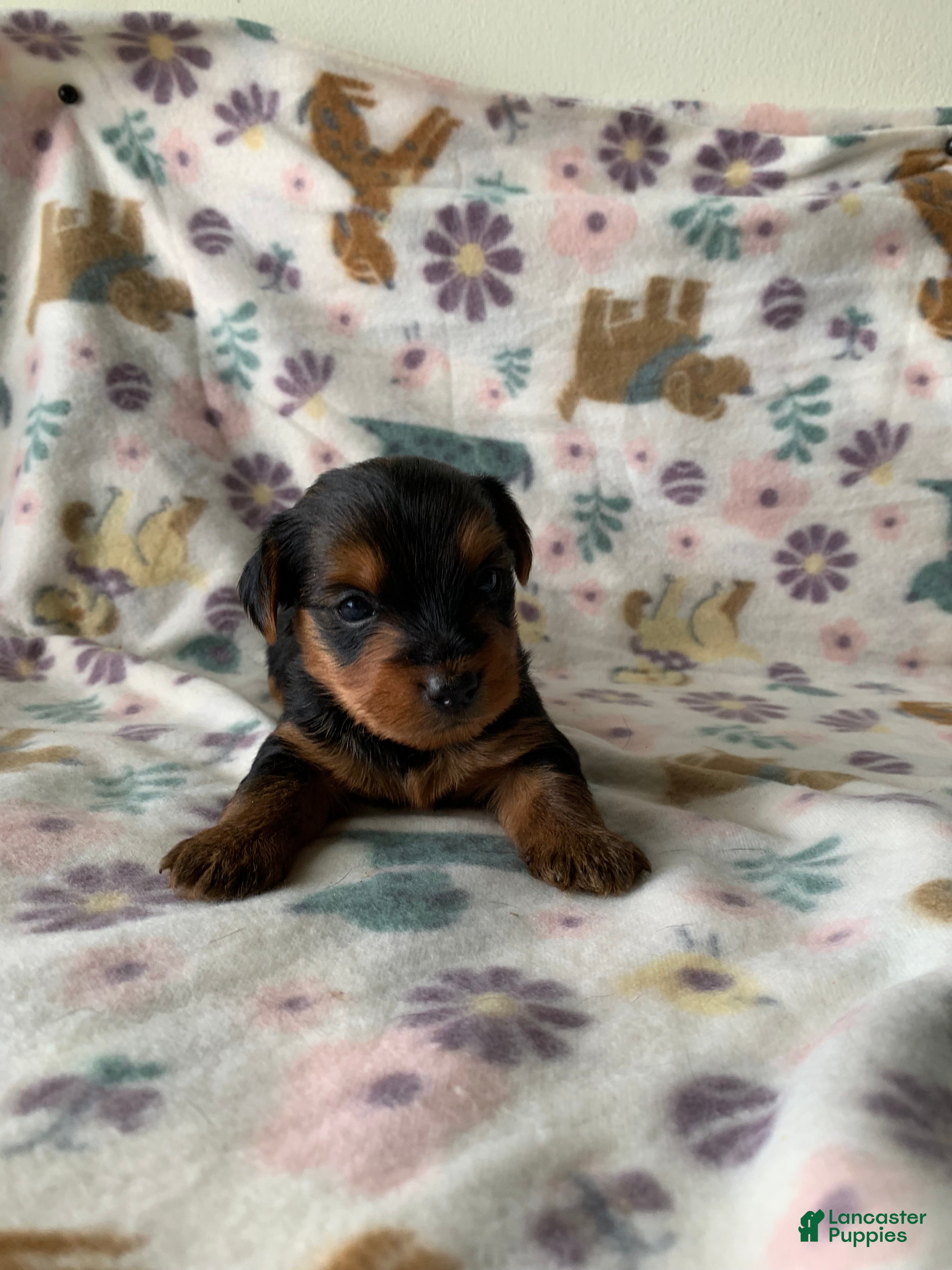 Yorkshire Terrier dogs Ace - Ad 36