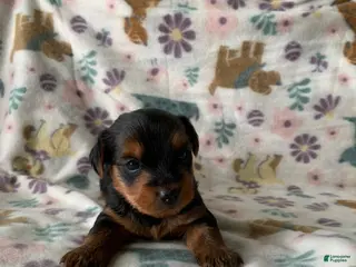 Yorkshire Terrier dogs Ace - Ad 36