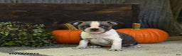 Boston Terrier dogs for sale: Kylie - Ad 10