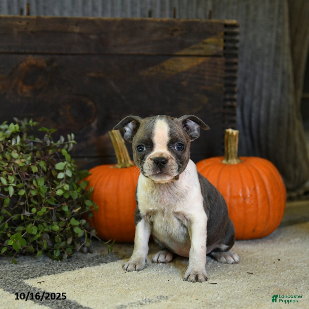 Boston Terrier dogs for sale: Kylie - Ad 10