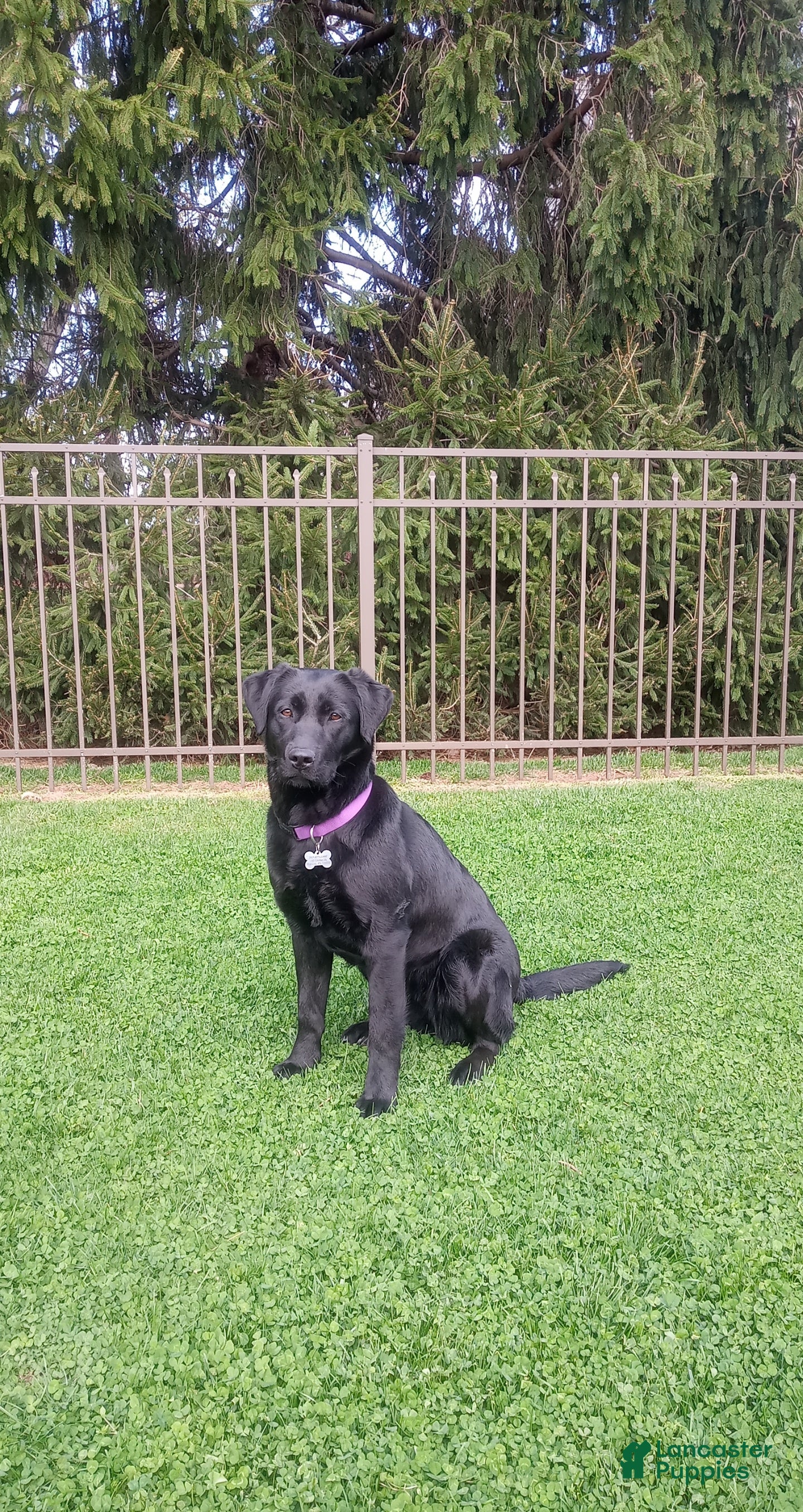 Labrador Retriever dogs Remmy - Ad 2