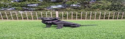 Labrador Retriever dogs for sale: Remmy - Ad 2