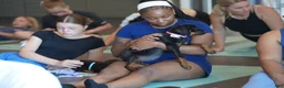 Rottweiler dogs for sale: Amiri - Ad 7