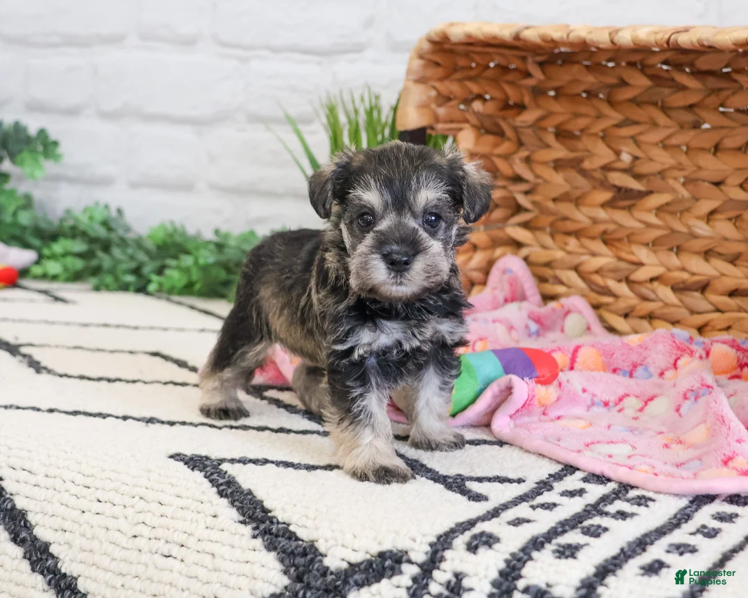 Miniature Schnauzer dogs for sale: Ava  - Ad 1