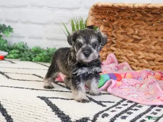 Miniature Schnauzer dogs Ava - Ad 38