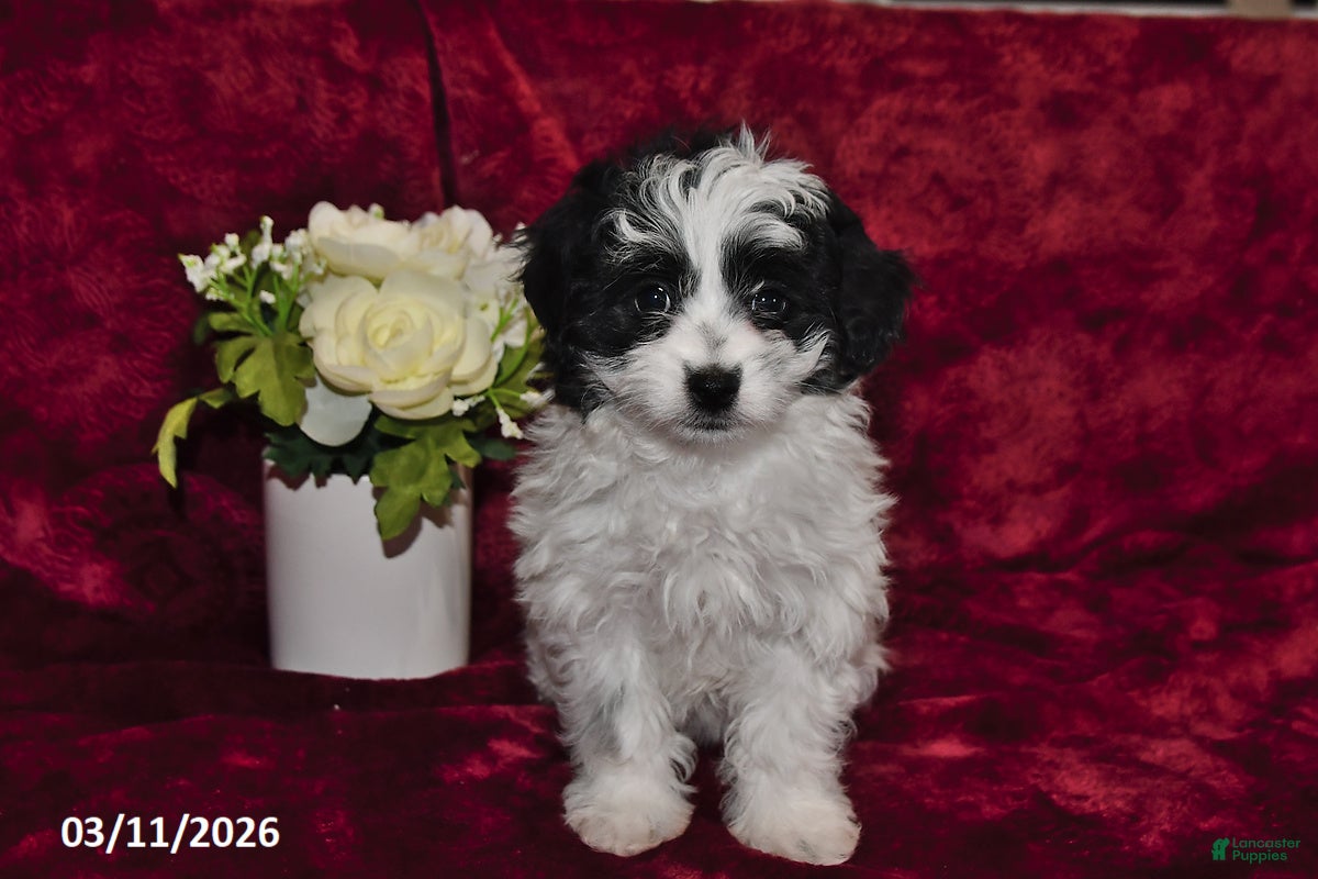 Maltipoo dogs Chloe - Ad 2
