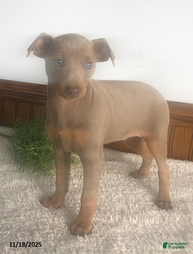 Miniature Pinscher dogs Amy - Ad 19