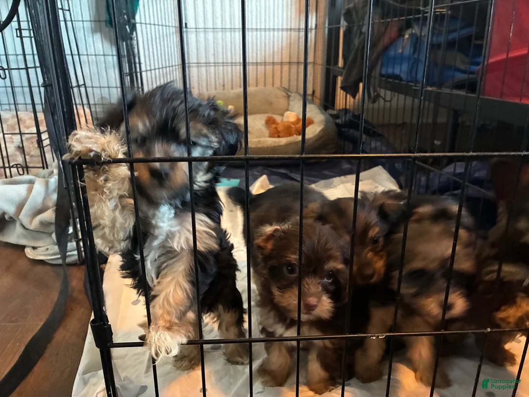 Yorkiepoo dogs for sale: Yorkiepoo 2 - Ad 2