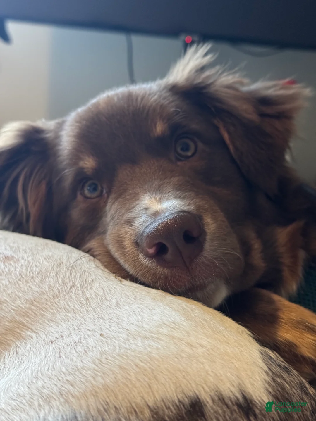 Australian Shepherd dogs for stud: Jensen - Ad 2