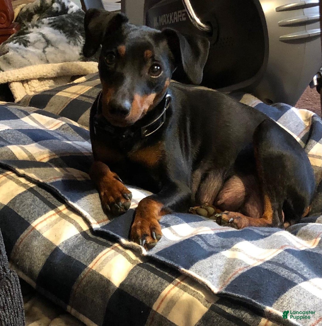 Miniature Pinscher dogs for sale: Toffee - Ad 6