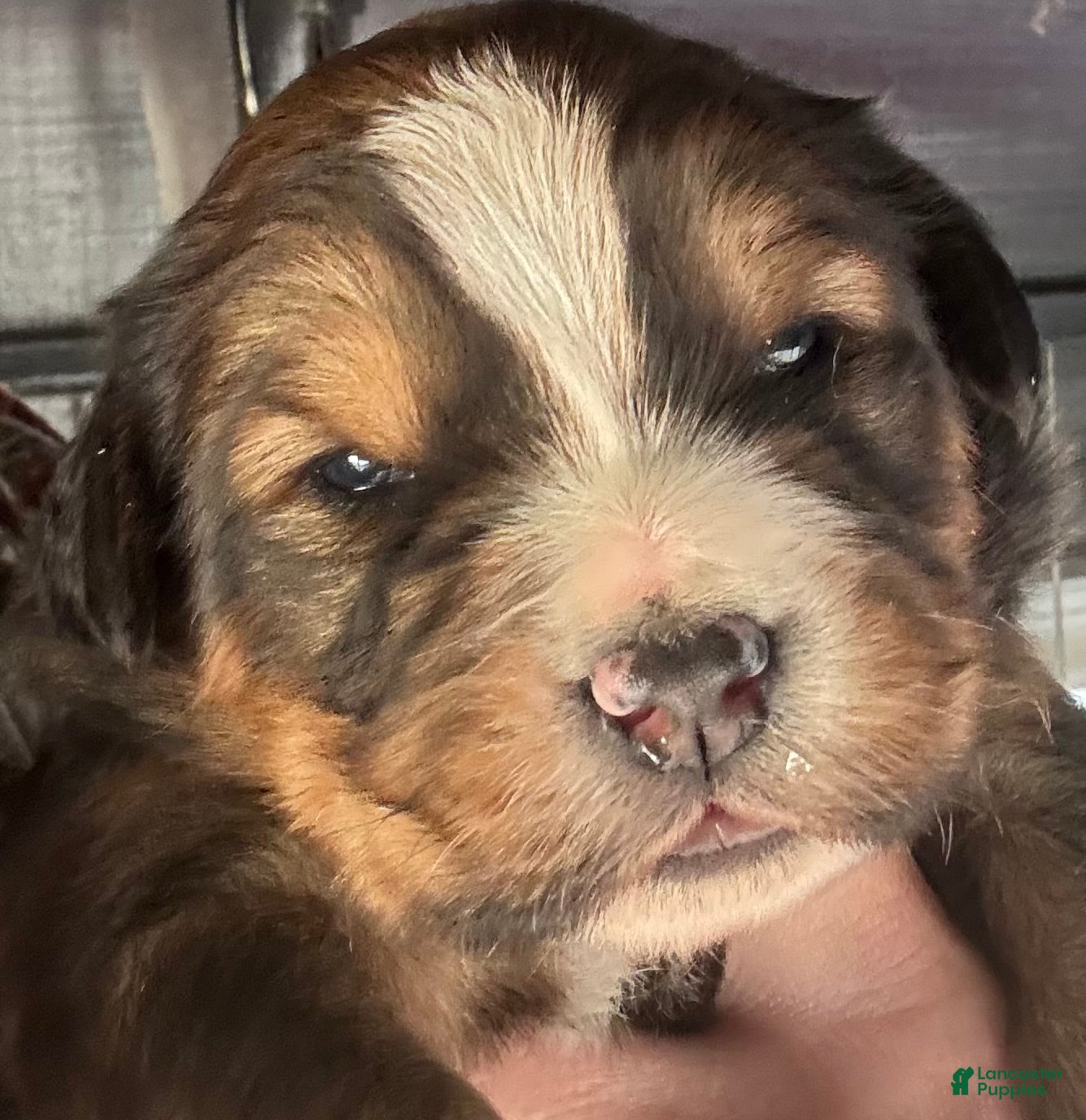 Mixed Breed dogs Tibetan Mastiff/Bernese Mountain Dog Male 2 - Ad 14