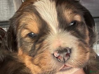 Mixed Breed dogs Tibetan Mastiff/Bernese Mountain Dog Male 2 - Ad 19