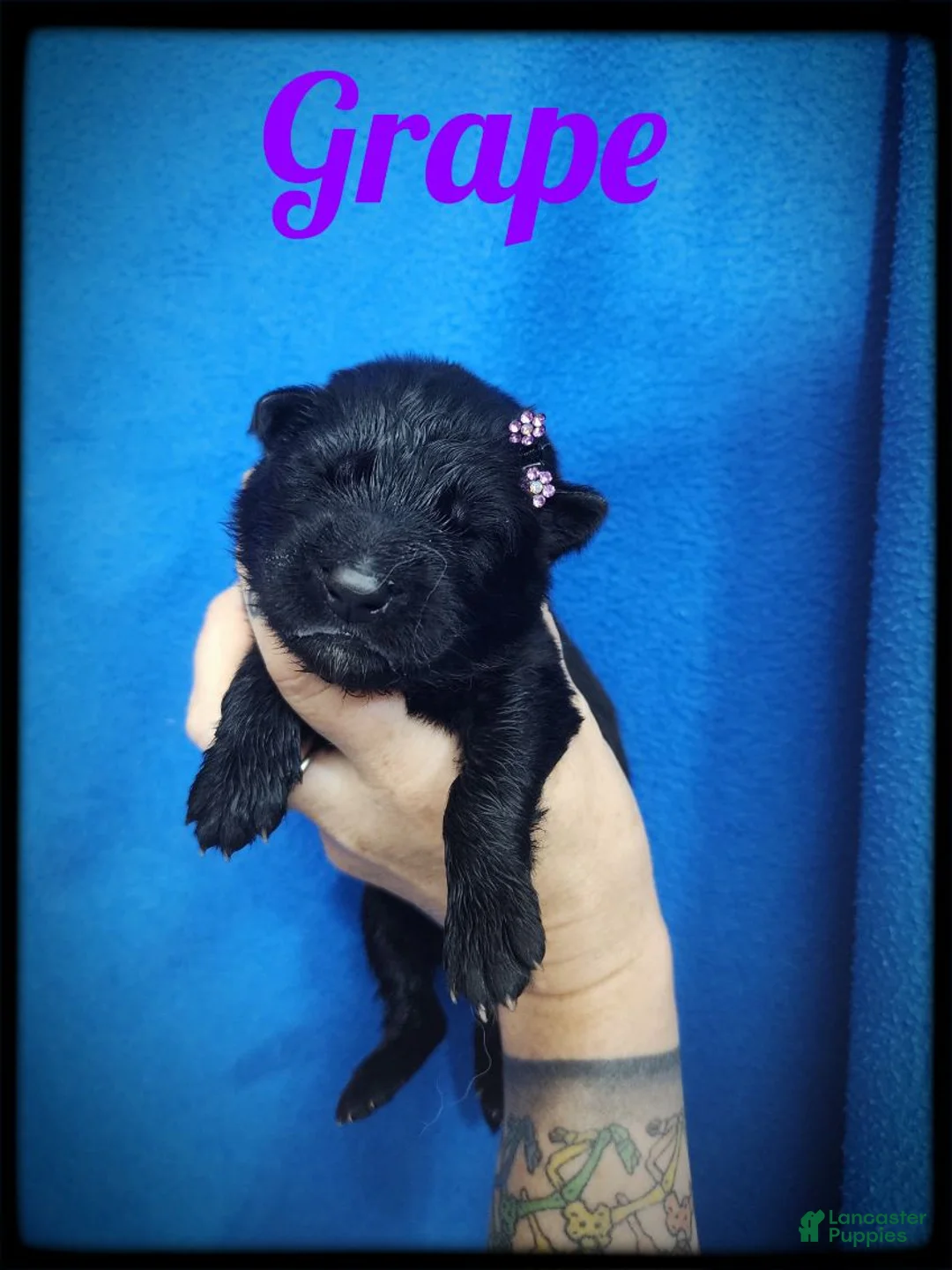 German Shepherd dogs for sale: Grape - Ad 1