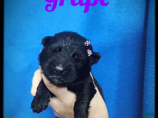 German Shepherd dogs Grape - Ad 34