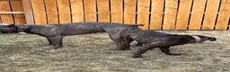 Cane Corso dogs for sale: Cane Corso 3 - Ad 11