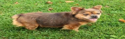 French Bulldog dogs for sale: Buster - Ad 3