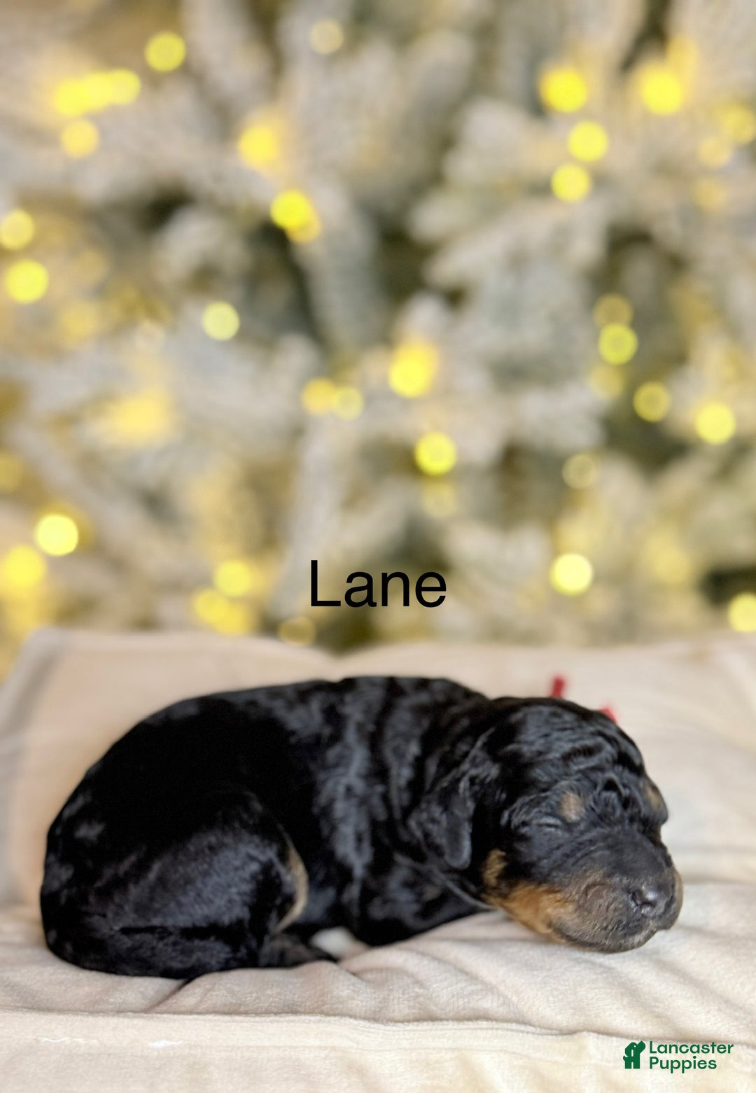 Standard Poodle dogs for sale: Standard Poodle Puppy 4 "lane" - Ad 5