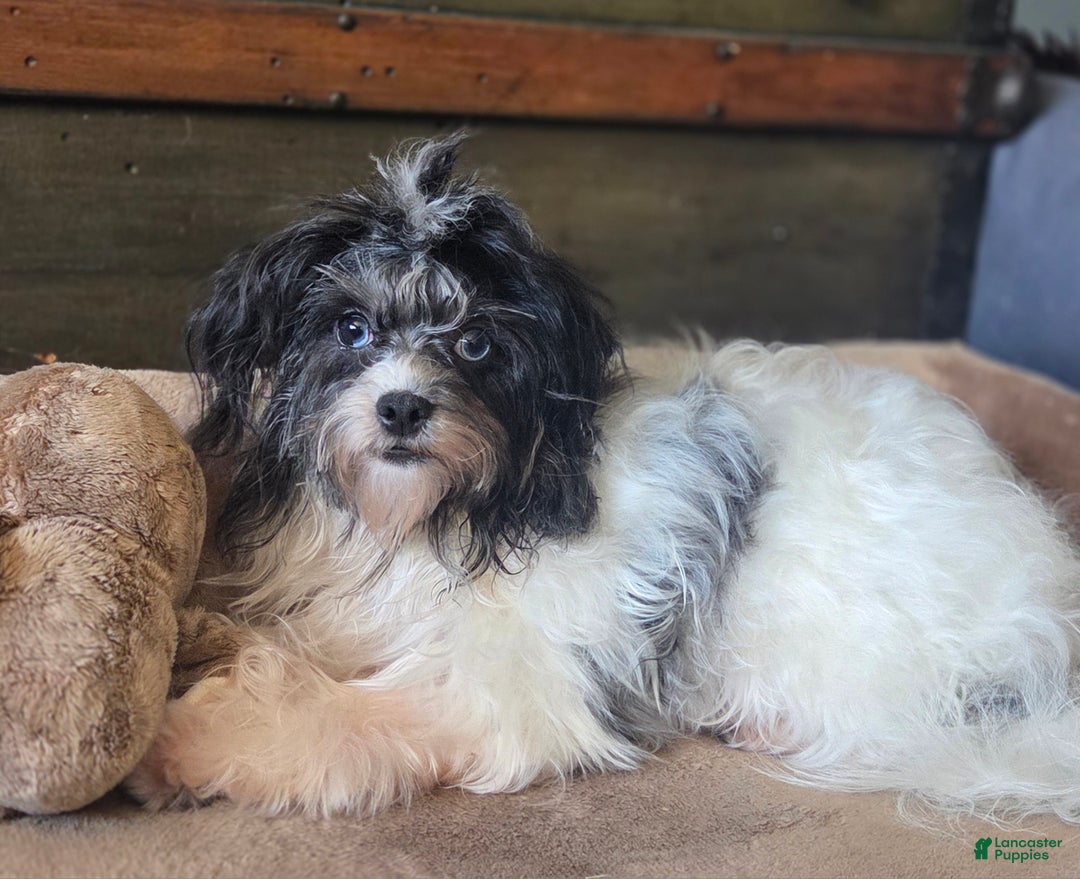 Gallery Image {{count}}