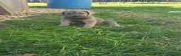 Cane Corso dogs for sale: Zena - Ad 1