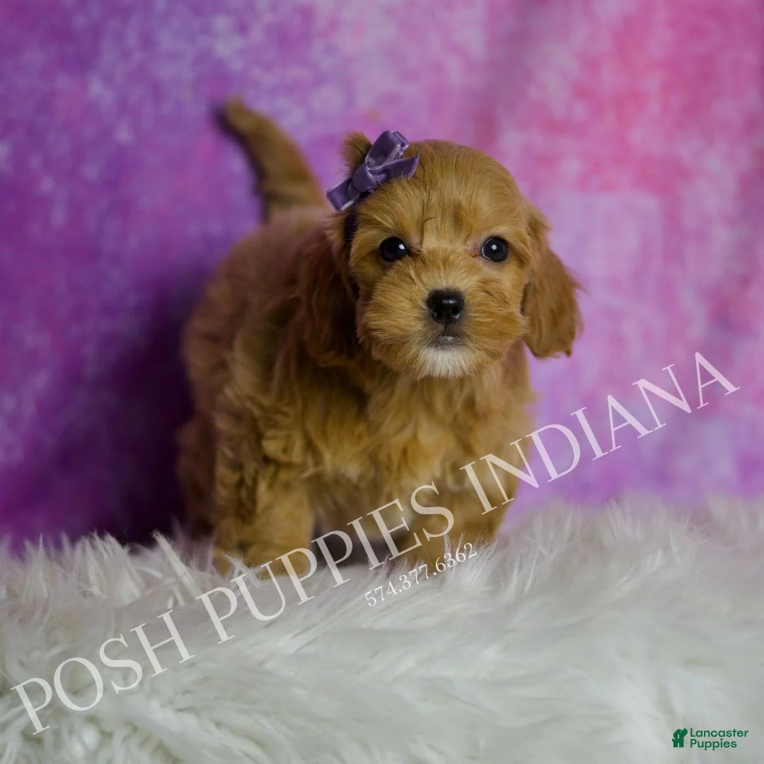 Mini Goldendoodle dogs for sale: Bailey - Ad 6