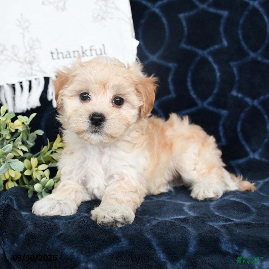 Maltipoo dogs Bethany - Ad 1