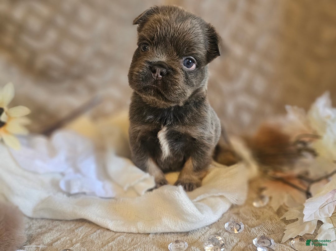 French Bulldog dogs for sale: Biscotti AKC Fluffy  - Ad 7