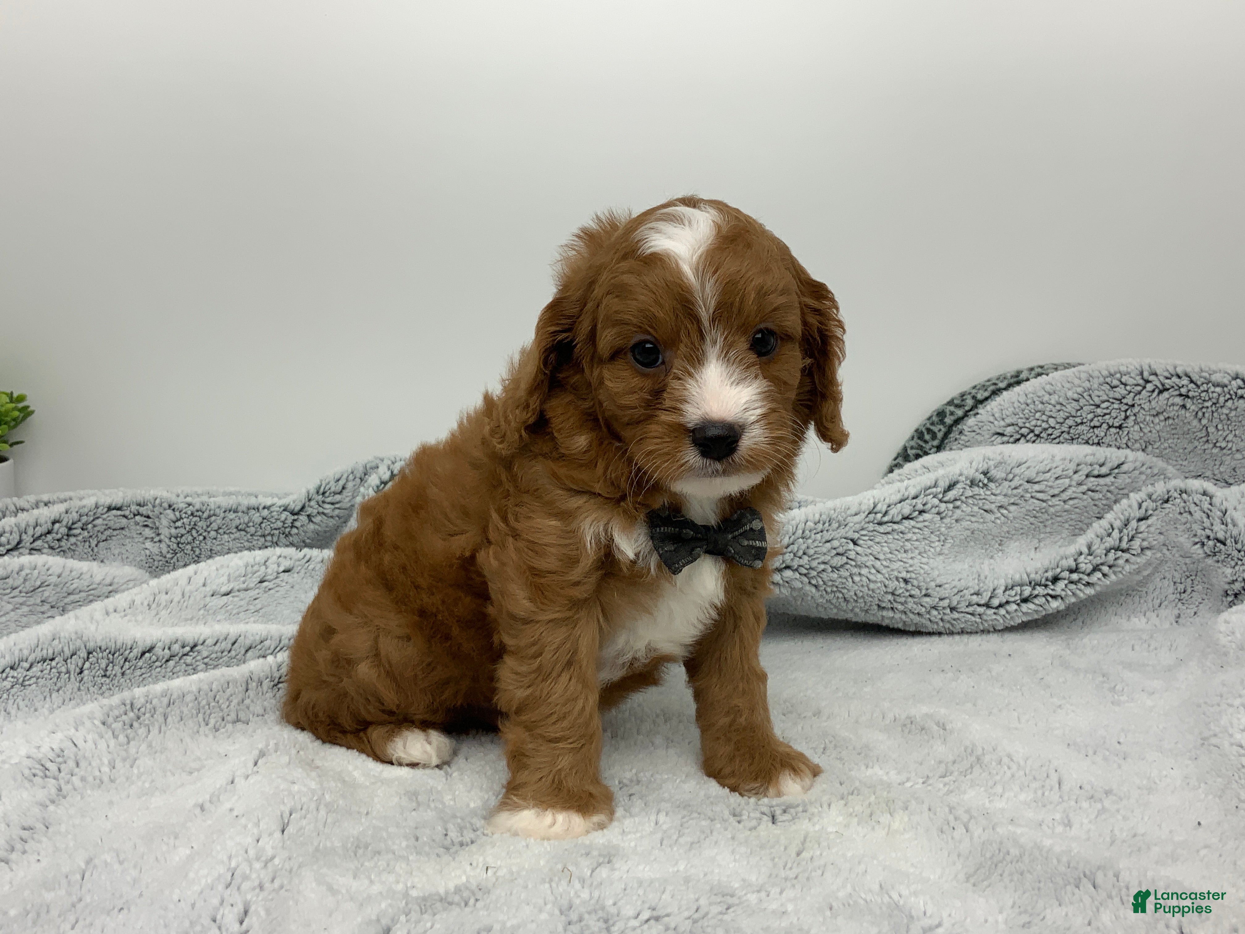 Cavapoo dogs Caleb - Ad 1