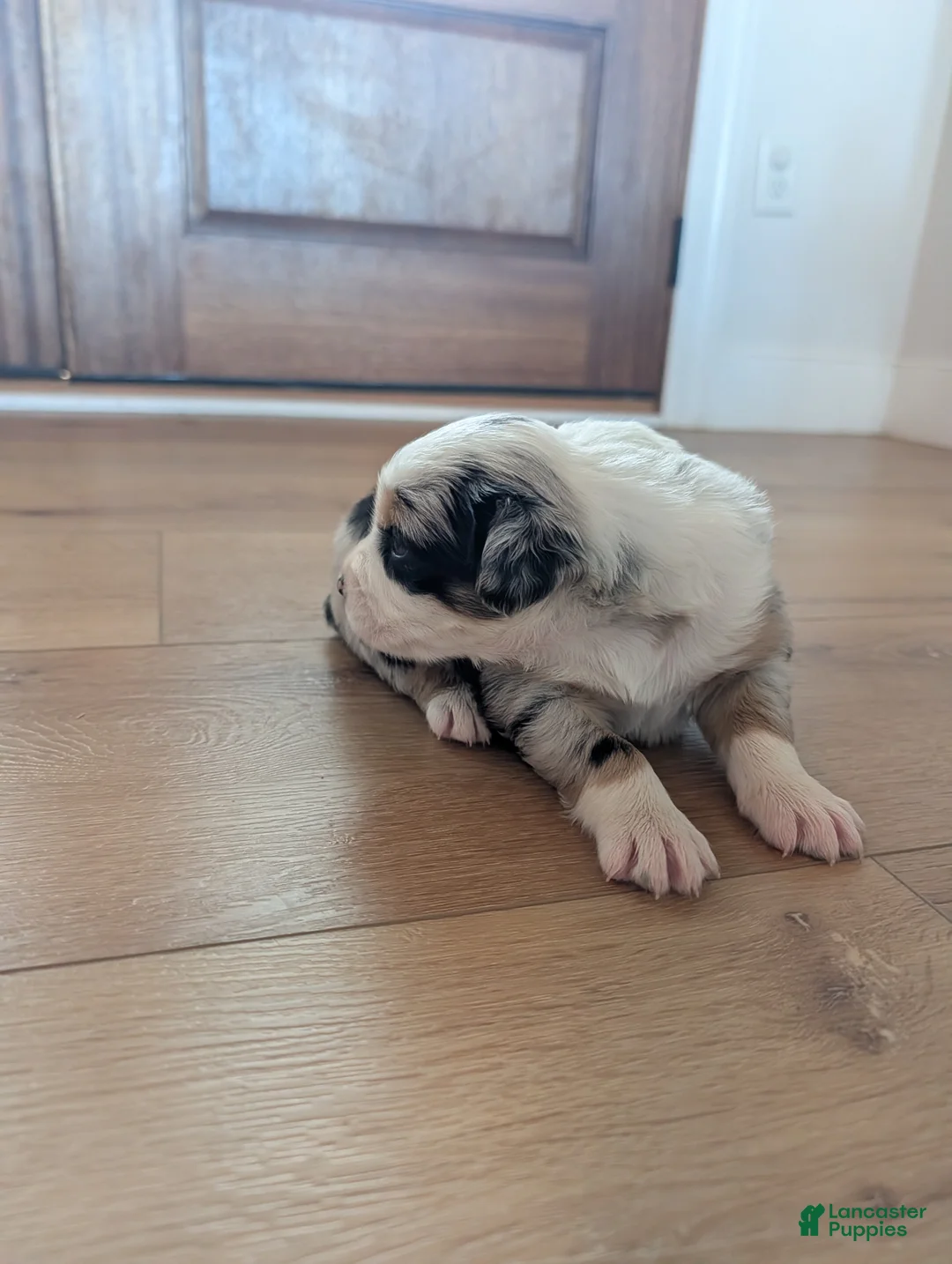 Australian Shepherd dogs for sale: Snowy: Female Merle Standard Australian Shepherd  - Ad 2