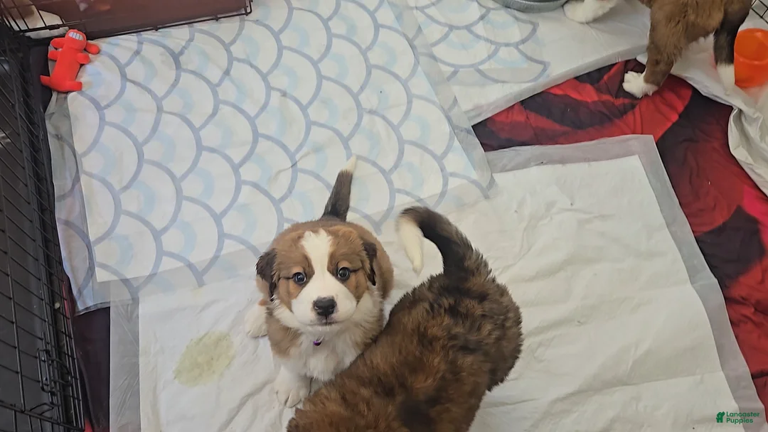 Mixed Breed dogs for sale: Princess - Ad 21